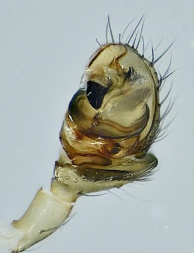 Réf. 268 068 : Monocephalus fuscipes